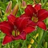 CGASPL Day-Lily Red Flower Bulbs (Pack Of 6)