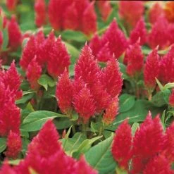 CGASPL Celosia Plumosa Kimono Salmon Pink Flower Seeds Imported Flower Seeds
