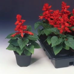 CGASPL Salvia Flamex 2000 Flower Seeds