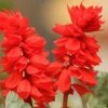 Pan American Seeds Salvia Scarlet King Flower Seeds 2 Pan American Seeds Salvia Scarlet King Flower Seeds