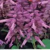 Pan American Seeds Imported Flower Seeds Salvia Vista Lavender Flower Seeds