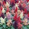 Pan American Seeds Salvia Vista Mix Flower Seeds Imported Flower Seeds