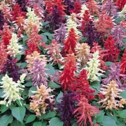 Pan American Seeds Salvia Vista Mix Flower Seeds Imported Flower Seeds