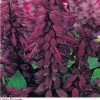 Pan American Seeds Salvia Vista Purple Flower Seeds Imported Flower Seeds