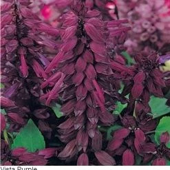 Pan American Seeds Salvia Vista Purple Flower Seeds Imported Flower Seeds