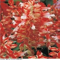 Pan American Seeds Salvia Vista Red & White Flower Seeds Imported Flower Seeds