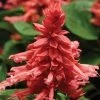 Pan American Seeds Salvia Vista Rose Flower Seeds Imported Flower Seeds