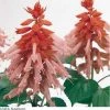 Pan American Seeds Imported Flower Seeds Salvia Vista Salmon Flower Seeds