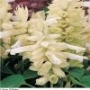 Pan American Seeds Salvia Vista White Flower Seeds Imported Flower Seeds