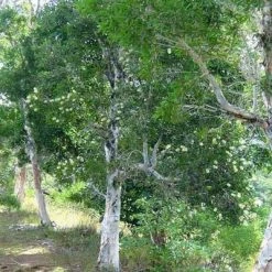 CGASPL Trees Of India Santalum Album Seeds ,Indian Sandalwood Seeds - 1 Kg