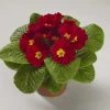 CGASPL Primula Acaulis Danova Scarlet Flower Seeds Imported Flower Seeds