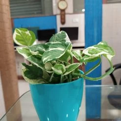 CGASPL Good Luck Money Plant N' Joy (Scindapsus) Plant With Pot , 5 Gram Fertilizer Free