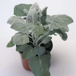 CGASPL Imported Flower Seeds Cineraria New Look Seeds