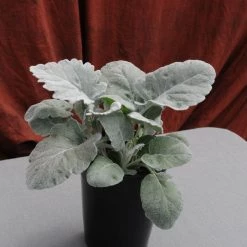 CGASPL Imported Flower Seeds Cineraria New Look Seeds