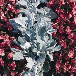 CGASPL Imported Flower Seeds Cineraria New Look Seeds