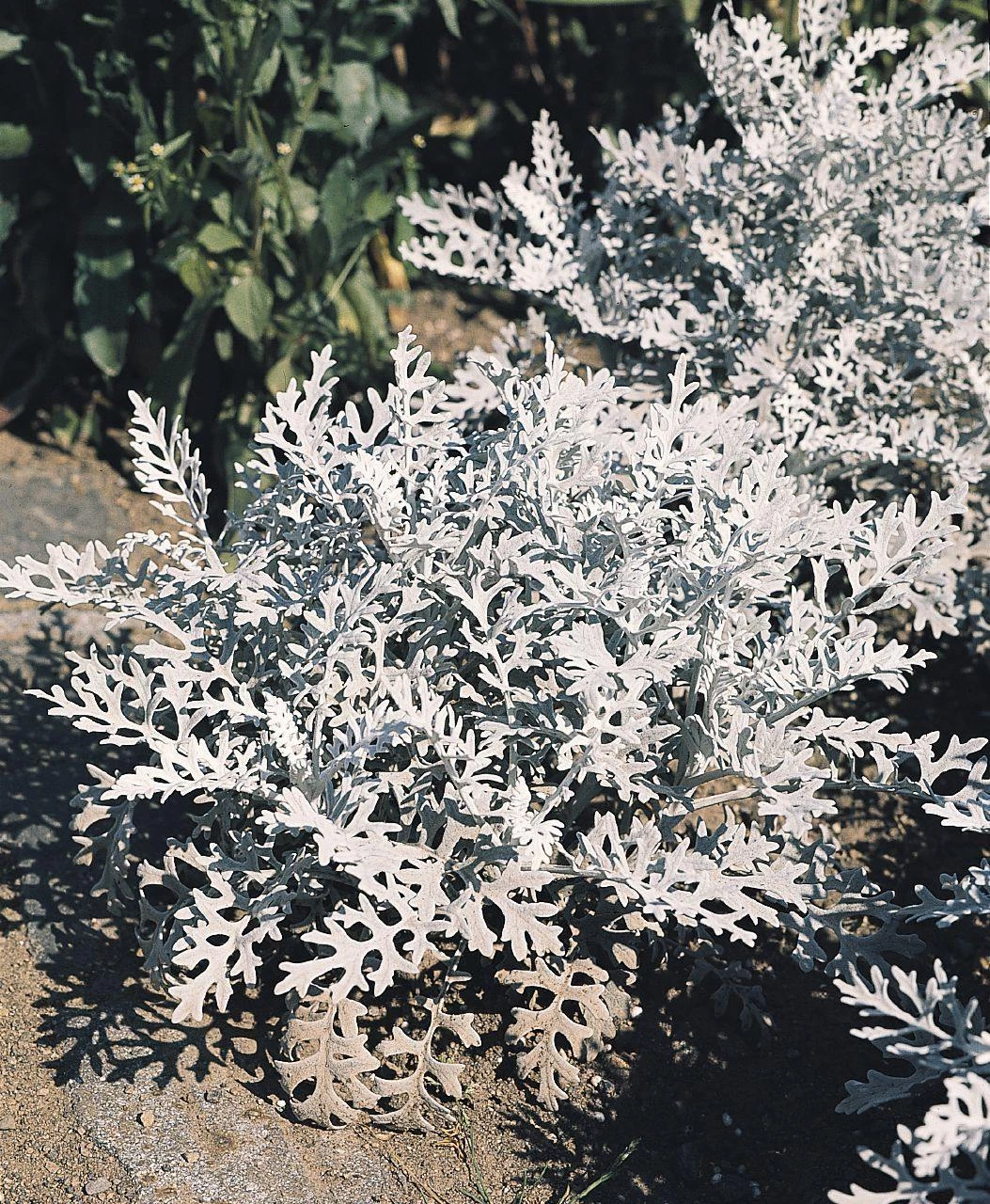 CGASPL Imported Flower Seeds Cineraria Silverdust Seeds 3 CGASPL Imported Flower Seeds Cineraria Silverdust Seeds