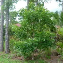 CGASPL Simarouba Glauca Seeds - 1 Kg Trees Of India