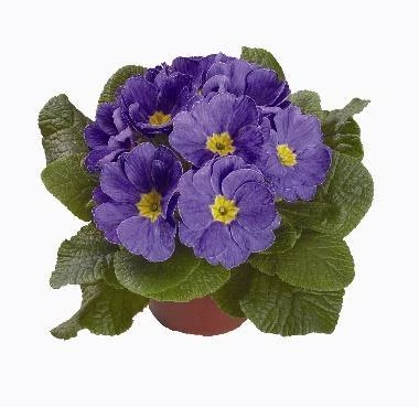 CGASPL Imported Flower Seeds Primula Acaulis Danova Sky Blue Flower Seeds 3 CGASPL Imported Flower Seeds Primula Acaulis Danova Sky Blue Flower Seeds