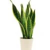 CGASPL Top 10 Best Indoor Bedroom Plants Pack 2 CGASPL Top 10 Best Indoor Bedroom Plants Pack