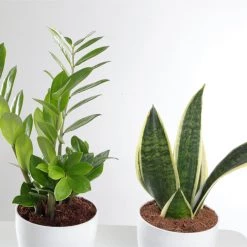 ChhajedGarden.com Plants Air Purifying Combo Of Snake Plant & ZZ Plant For Home & Indoor Plant In Plastic Pots 11 ChhajedGarden.com Plants Air Purifying Combo Of Snake Plant & ZZ Plant For Home & Indoor Plant In Plastic Pots