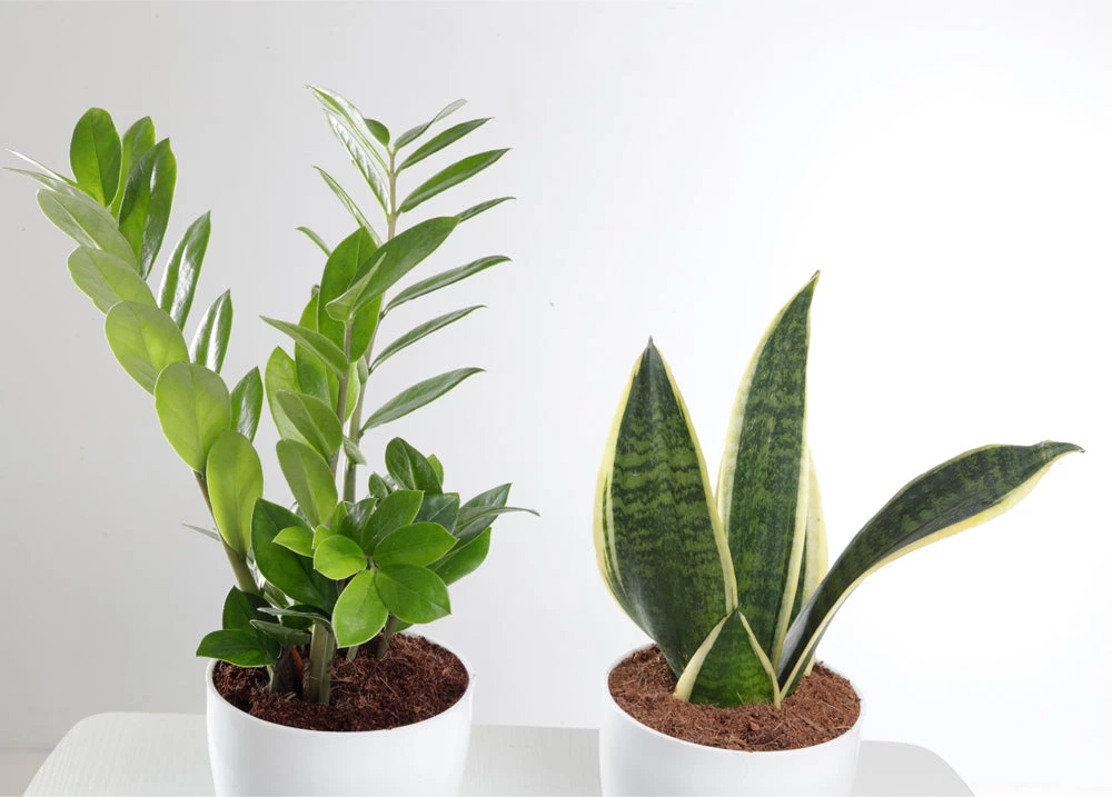 ChhajedGarden.com Plants Air Purifying Combo Of Snake Plant & ZZ Plant For Home & Indoor Plant In Plastic Pots 5 ChhajedGarden.com Plants Air Purifying Combo Of Snake Plant & ZZ Plant For Home & Indoor Plant In Plastic Pots