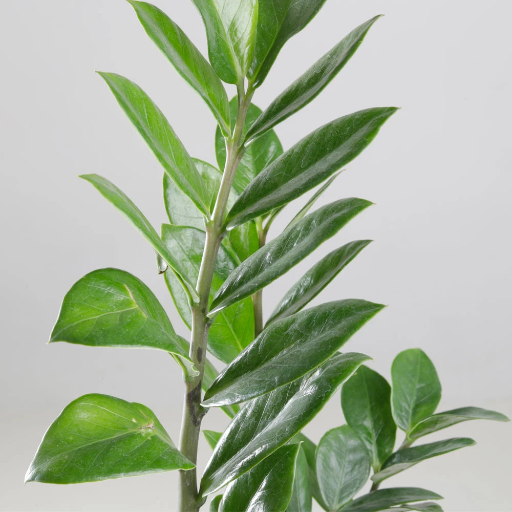 ChhajedGarden.com Plants Air Purifying Combo Of Snake Plant & ZZ Plant For Home & Indoor Plant In Plastic Pots 9 ChhajedGarden.com Plants Air Purifying Combo Of Snake Plant & ZZ Plant For Home & Indoor Plant In Plastic Pots