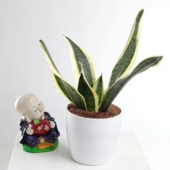 CGASPL Sansevieria Futura Superba Green Yellow Color Plant Plants