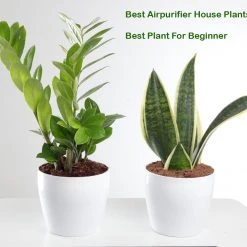 ChhajedGarden.com Plants Air Purifying Combo Of Snake Plant & ZZ Plant For Home & Indoor Plant In Plastic Pots
