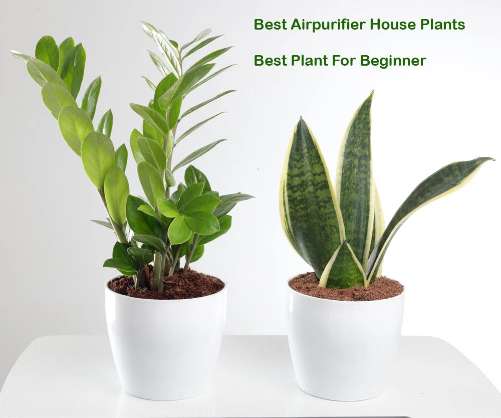 ChhajedGarden.com Plants Air Purifying Combo Of Snake Plant & ZZ Plant For Home & Indoor Plant In Plastic Pots 4 ChhajedGarden.com Plants Air Purifying Combo Of Snake Plant & ZZ Plant For Home & Indoor Plant In Plastic Pots