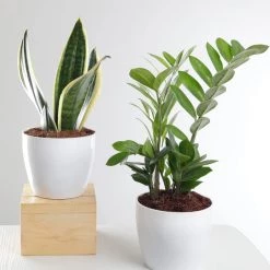 ChhajedGarden.com Plants Air Purifying Combo Of Snake Plant & ZZ Plant For Home & Indoor Plant In Plastic Pots