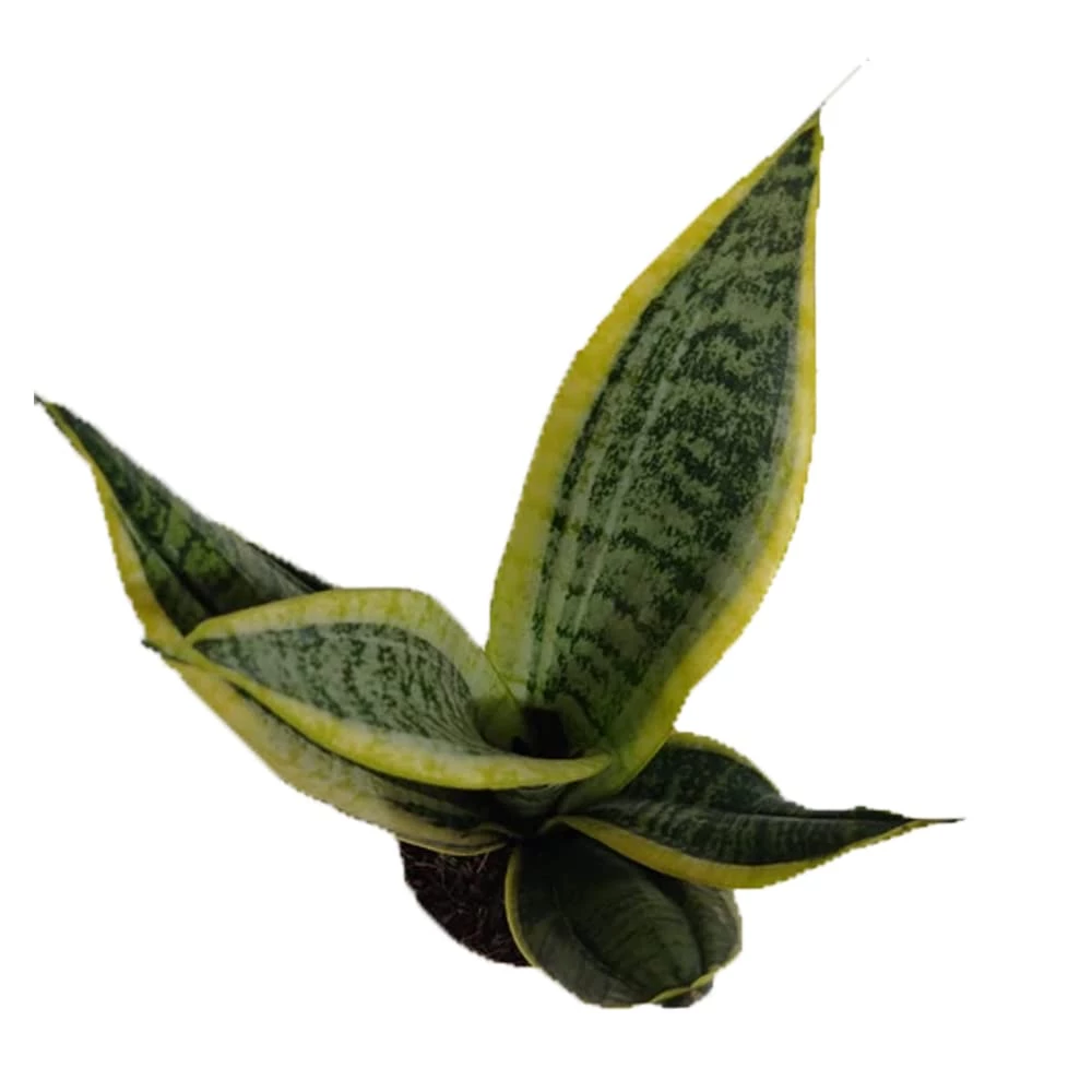 ChhajedGarden.com Plants Air Purifying Combo Of Snake Plant & ZZ Plant For Home & Indoor Plant In Plastic Pots 8 ChhajedGarden.com Plants Air Purifying Combo Of Snake Plant & ZZ Plant For Home & Indoor Plant In Plastic Pots