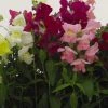 Pan American Seeds Antirrhinum Snapshot Mix Flower Seeds