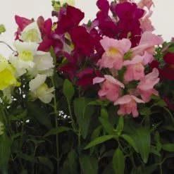 Pan American Seeds Antirrhinum Snapshot Mix Flower Seeds