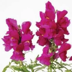 CGASPL Antirrhinum Snapshot Purple Flower Seeds