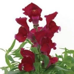 CGASPL Antirrhinum Snapshot Red Flower Seeds Imported Flower Seeds