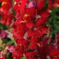 CGASPL Antirrhinum Snapshot Red Bicolor Flower Seeds
