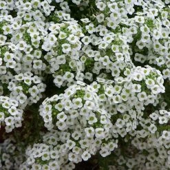 CGASPL Imported Flower Seeds Alyssum Snow Crystals Seeds