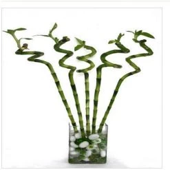 CGASPL 60-70 Cm Spiral Stick Lucky Bamboo (Set Of 6 Sticks)