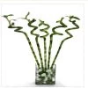 CGASPL Lucky Bamboos 45-50 Cm Spiral Stick Lucky Bamboo (Set Of 6 Sticks) 1 CGASPL Lucky Bamboos 45-50 Cm Spiral Stick Lucky Bamboo (Set Of 6 Sticks)