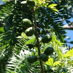 CGASPL Spondias Indica Seeds - 1 Kg Trees Of India