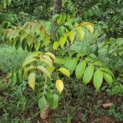 CGASPL Spondias Indica Seeds - 1 Kg Trees Of India