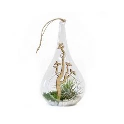 CGASPL Plants Spring Tide Transparent Terrarium Potted Air Plant