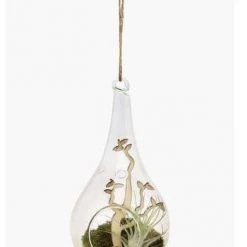 CGASPL Plants Spring Tide Transparent Terrarium Potted Air Plant