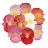 CGASPL Begonia Semperflorens Sprint Plus Maxi Mix Flower Seeds