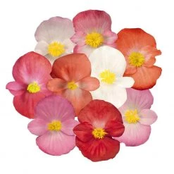 CGASPL Begonia Semperflorens Sprint Plus Maxi Mix Flower Seeds