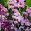 CGASPL Imported Flower Seeds Statice QIS Pastel Flower Seeds