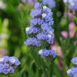 CGASPL Statice QIS Blue Pale Flower Seeds Imported Flower Seeds