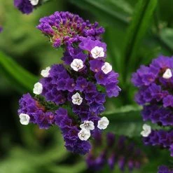 CGASPL Imported Flower Seeds Statice QIS Purple Flower Seeds