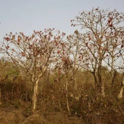 CGASPL Trees Of India Sterculia Villosa Seeds - 1 Kg