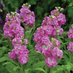 CGASPL Imported Flower Seeds Stock Hot Cake Pink Flower Seeds